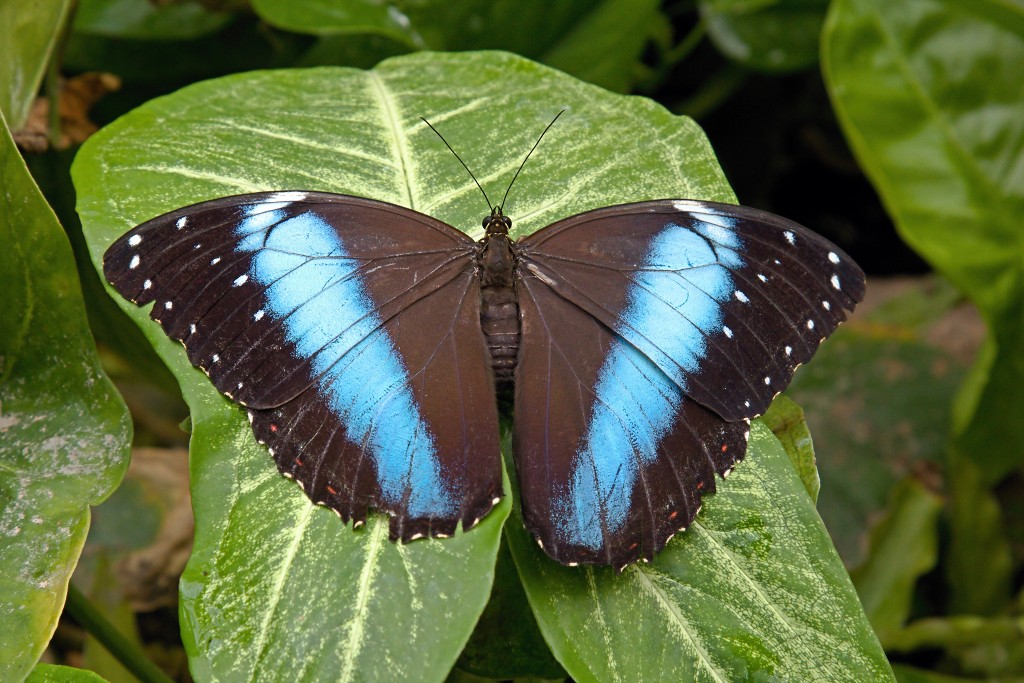 vlinder vlinders hdr insect insecten nederland uitheems Lepidoptera rups rupsen vlindertuin natuur